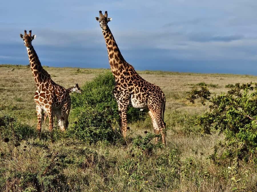 5Hrs Nairobi National Park MorningEvening Gamedrive 4x4 Van - Crafts in Nairobi: Kobe Beads and Leather Made From Scratch