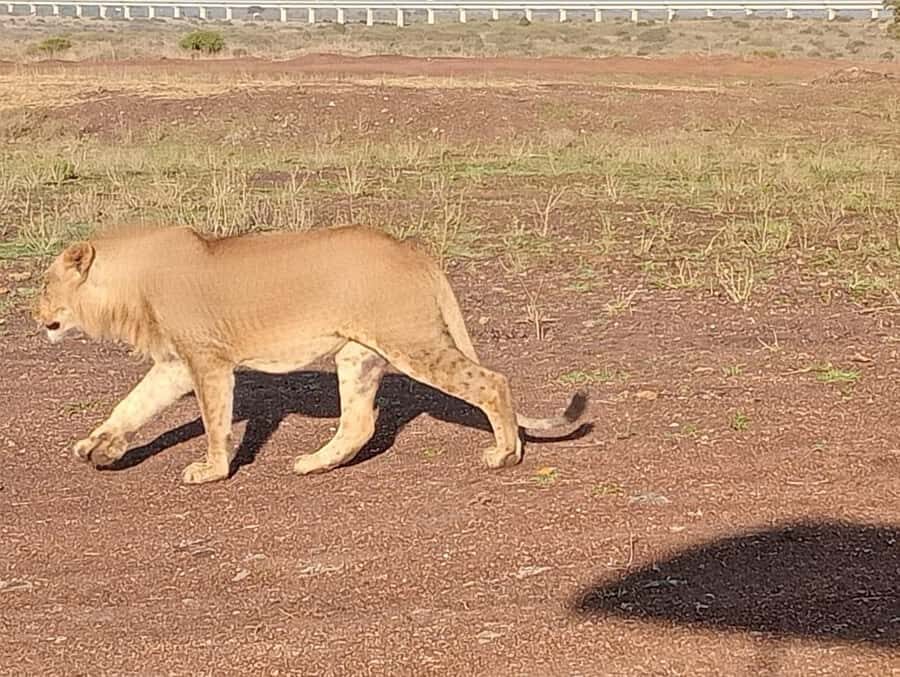 5Hrs Nairobi National Park MorningEvening Gamedrive 4x4 Van - Price and Value: $80 Plus Park Fees (Read This Part Carefully)