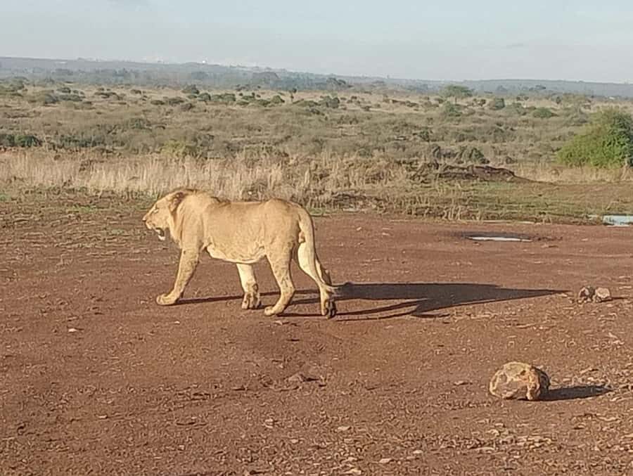5Hrs Nairobi National Park MorningEvening Gamedrive 4x4 Van - Who Should Book This Nairobi City Safari?