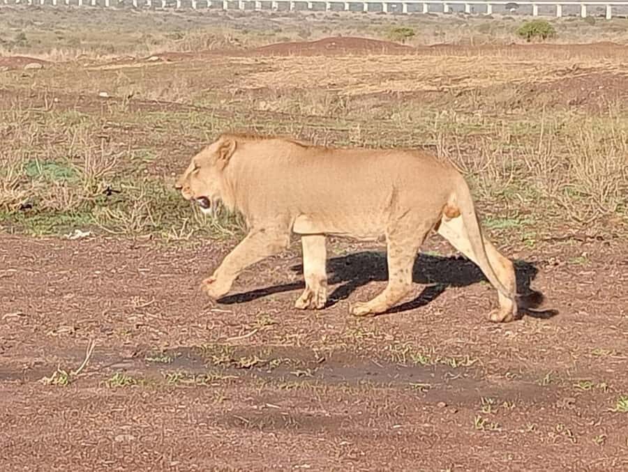 5Hrs Nairobi National Park MorningEvening Gamedrive 4x4 Van - Should You Book Kana Tours & Safaris?