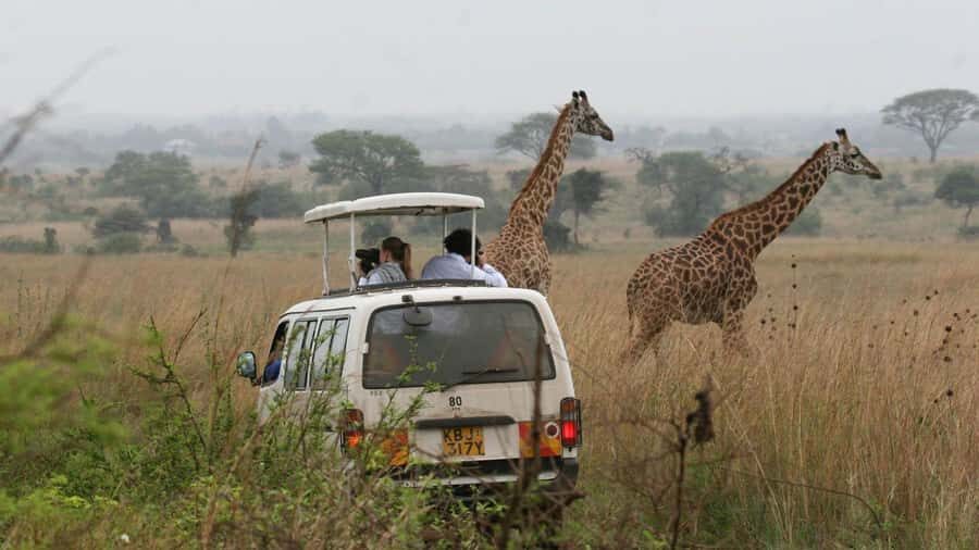 5Hrs Nairobi National Park MorningEvening Gamedrive 4x4 Van - What You Can Actually See: The Big Five Minus Elephants