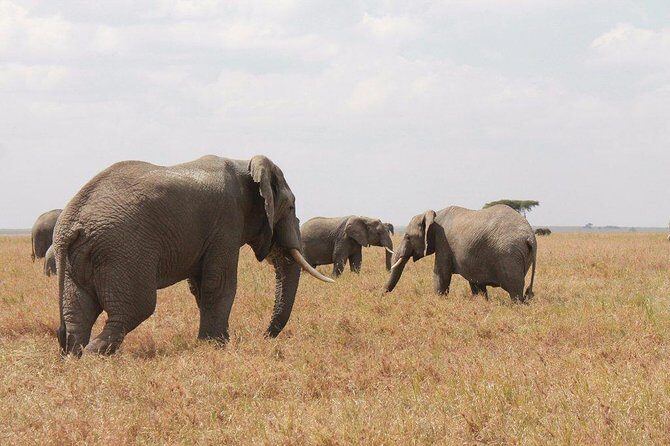 6-Day Kenya and Tanzania safari - Kenya-to-Tanzania Route: Masai Mara, Serengeti, Ngorongoro in 6 Days