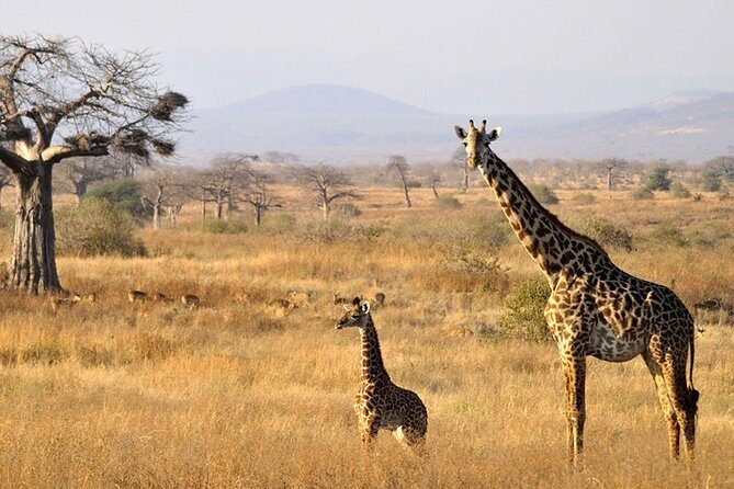6-Day Kenya and Tanzania safari - Day 1: Nairobi to Masai Mara with Hot Lunch, First Game Drive, Prideinn Mara Camp