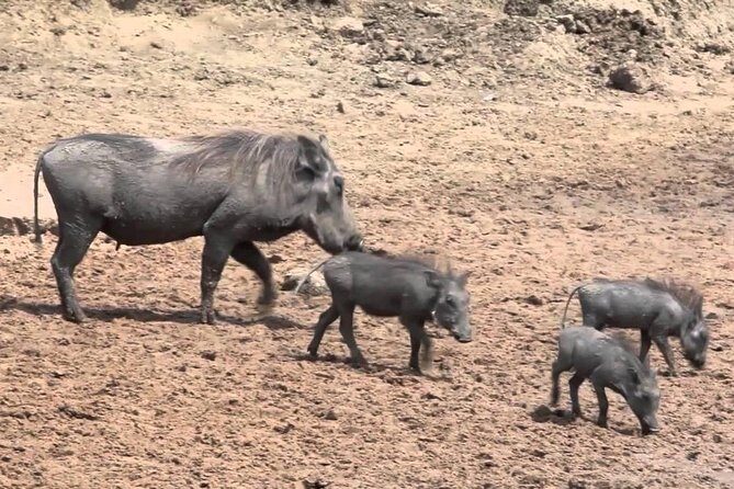6-Day Kenya and Tanzania safari - Day 2: Big Five Chances in Masai Mara—A Full 8-Hour Day and Dinner Back at Mara Prideinn