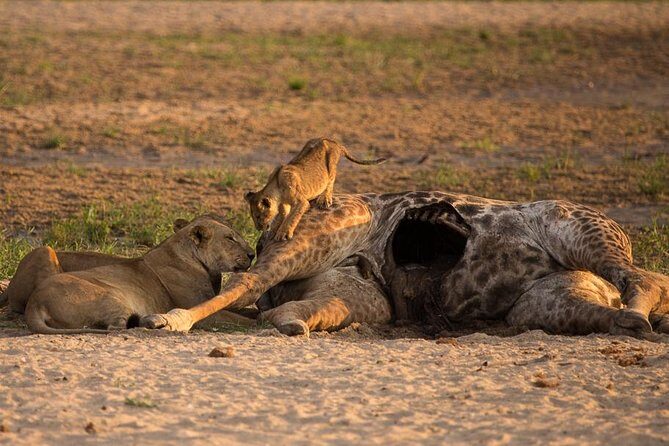 6-Day Kenya and Tanzania safari - Getting Around: Minivans, Land Cruisers, and a Border Change at Isebania