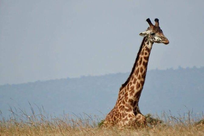 6 Day Maasai Mara, Lake Nakuru, Amboseli National Park - The Guide and Driver Factor: Why Planning Quality Matters