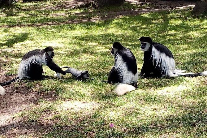 6 Day Maasai Mara, Lake Nakuru, Amboseli National Park - What to Pack and How to Prepare (So You Enjoy Every Drive)