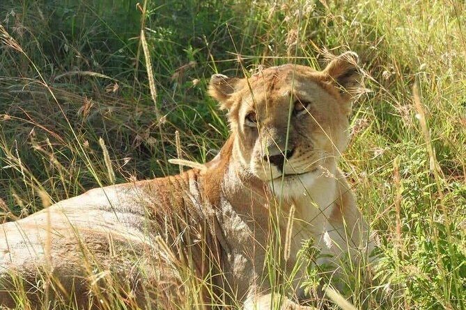 6 Day Maasai Mara, Lake Nakuru, Amboseli National Park - Lake Nakuru National Park: Flamingo Chances and a Rift Valley Rhythm (Day 3)