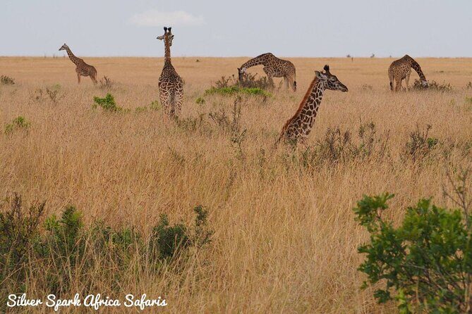 6-Day Maasai Mara Reserve, Lake Naivasha, Amboseli National Park - Amboseli arrival: Kilimanjaro views and postcard light