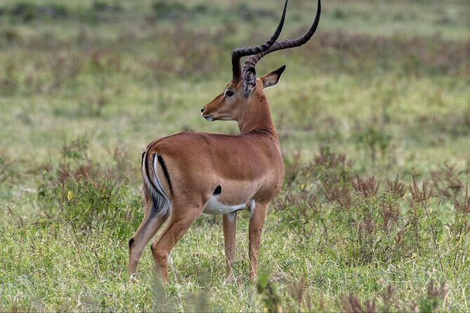 6-Day Maasai Mara Reserve, Lake Naivasha, Amboseli National Park - Price and value: what $1,800 covers (and why it matters)
