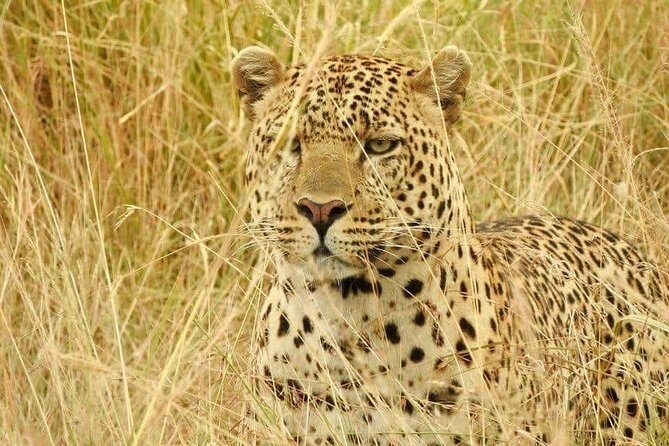 6-Day Maasai Mara Reserve, Lake Naivasha, Amboseli National Park - Your guide makes the difference on safari