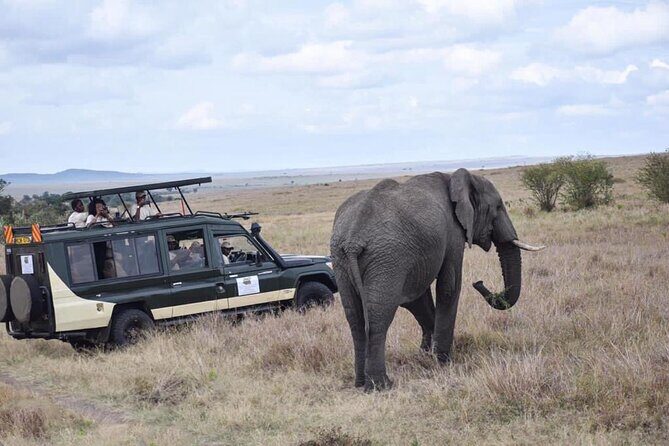 6 Day Nairobi-Amboseli-Maasai Mara Private Semi Luxury Tour - Day 3 in Lake Nakuru: Pink Lake Time and Birdlife You Can’t Out-Guess