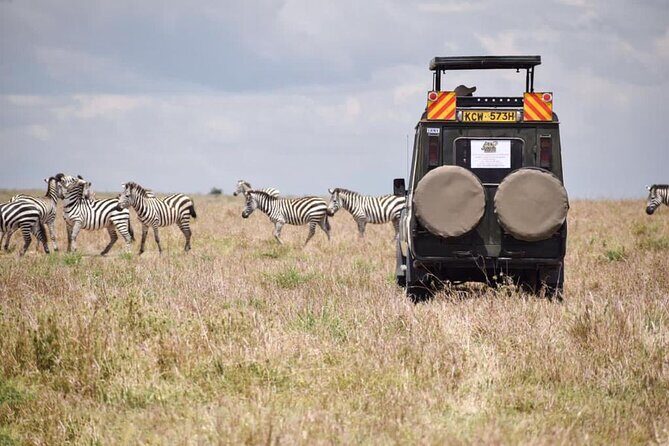 6 Day Nairobi-Amboseli-Maasai Mara Private Semi Luxury Tour - Day 6 Maasai Mara Morning and the Mau Escarpment Hyrax Colony Send-Off