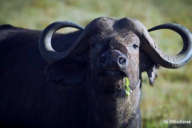6-Day Samburu, Lake Nakuru, and Masai Mara Safari - Why Samburu, Nakuru, and Masai Mara fit together so well