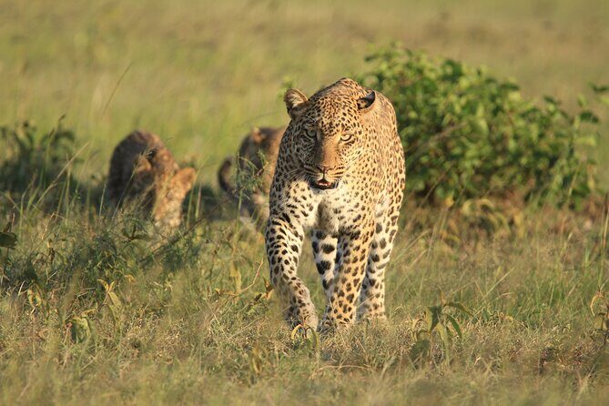 6-Day Samburu, Lake Nakuru, and Masai Mara Safari - Masai Mara Day 4: cross into the big-name reserve and watch it wake up