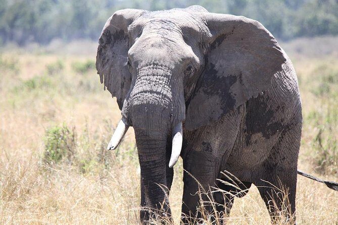 6-Day Samburu, Lake Nakuru, and Masai Mara Safari - Masai Mara Day 5: the full predator day you came for
