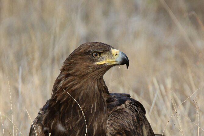 6-Day Samburu, Lake Nakuru, and Masai Mara Safari - Day 6 back to Nairobi: morning sightings and a calm landing