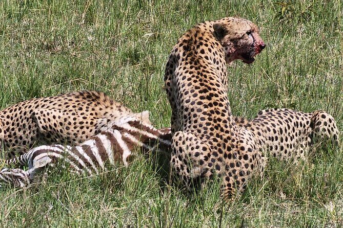 6 Days Amboseli, Lake Naivasha and Masai Mara Adventure - Why this 6-day Kenya route works (Amboseli, Naivasha, Mara)
