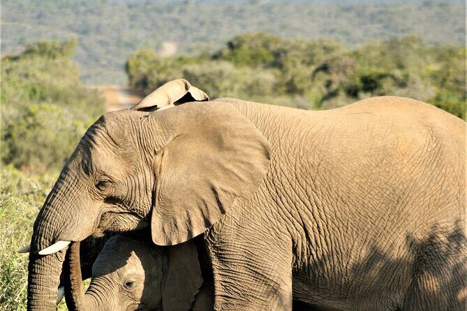 6 Days Amboseli, Lake Naivasha and Masai Mara Adventure - Price and value: what you’re paying for (and what you’ll budget for)
