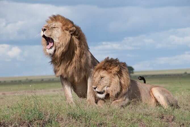 6 Days Amboseli, Lake Naivasha and Masai Mara Adventure - Guide and support: why this tour quality shows up in the details