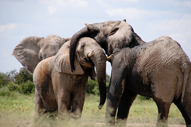 6 Days Amboseli, Lake Naivasha and Masai Mara Adventure - Lake Naivasha: papyrus birdlife, hippos, and altitude-driven surprises