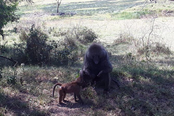 6 Days best of kenya safaris Maasai Mara-Lake Nakuru Amboseli National Park - A Nairobi-to-3-Parks Circuit That Saves You Headaches