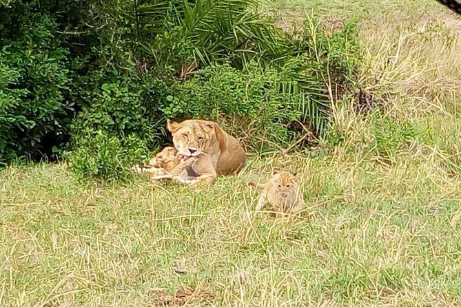 6 Days best of kenya safaris Maasai Mara-Lake Nakuru Amboseli National Park - Small Group Touring: More Attention, Less Chaos