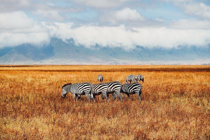 6 Days best of kenya safaris Maasai Mara-Lake Nakuru Amboseli National Park - Price and Value: What $980 Gets You (and What It Doesn’t)