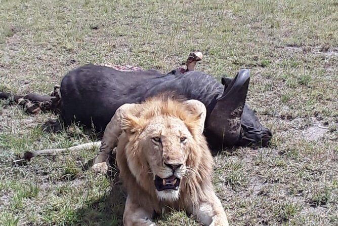 6 Days best of kenya safaris Maasai Mara-Lake Nakuru Amboseli National Park - Food on Safari: Useful, Filling, and Sometimes Repetitive