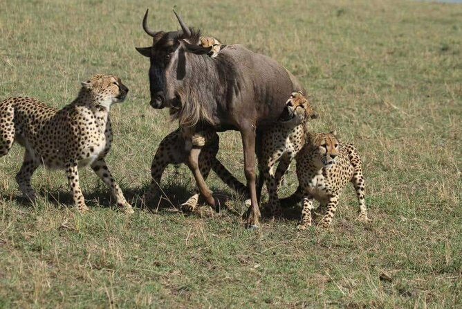 6 Days best of kenya safaris Maasai Mara-Lake Nakuru Amboseli National Park - The Road to Lake Nakuru: A Focused Switch from Mara Mammals to Bird Life