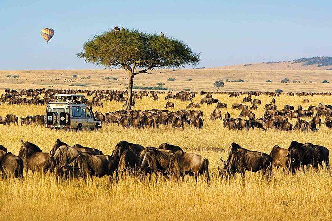 6 Days Group Multi Day Tour Masai Mara Lake Nakuru and Amboseli - Entering the Maasai Mara to catch the Mara mood fast