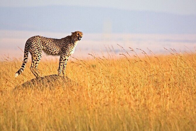 6 Days Group Multi Day Tour Masai Mara Lake Nakuru and Amboseli - Lake Nakuru: flamingos and rhinos with a dedicated 4-hour game drive