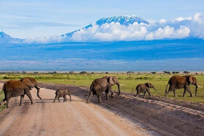 6 Days Group Multi Day Tour Masai Mara Lake Nakuru and Amboseli - Amboseli full day: elephants, lions, giraffes, and the Kilimanjaro backdrop