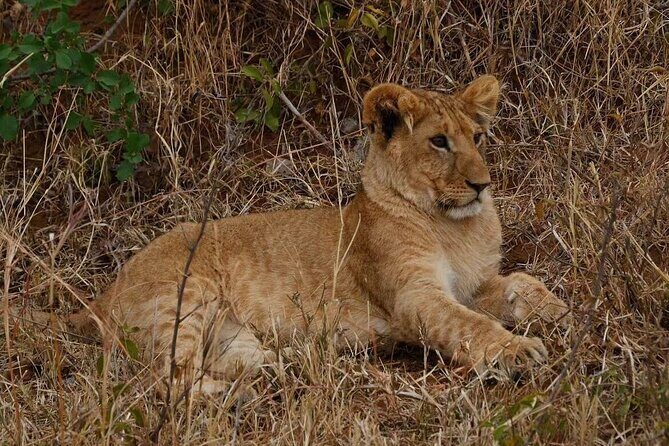 6 Days Group Multi Day Tour Masai Mara Lake Nakuru and Amboseli - Price and value: what you’re paying for (and what you avoid paying)
