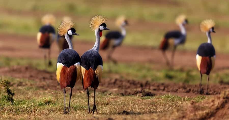 6 Days, Group Safari to Masai Mara, Lake Nakuru and Amboseli - Key Highlights You’ll Actually Notice