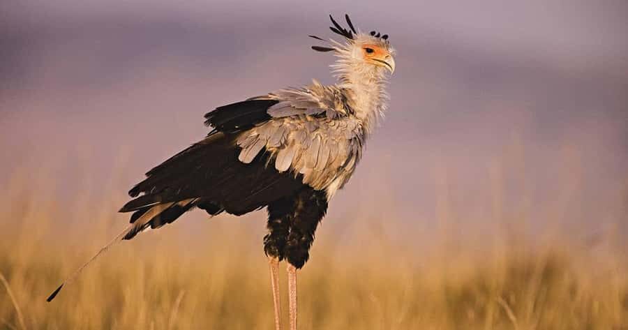 6 Days, Group Safari to Masai Mara, Lake Nakuru and Amboseli - Day 2: Full-Day Maasai Mara for the Big Five (and Mara River Moments)