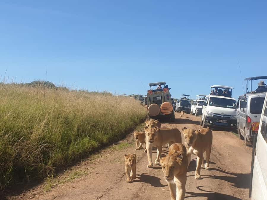 6 Days, Group Safari to Masai Mara, Lake Nakuru and Amboseli - Day 6: A Short Morning Game Drive, Then Back to Nairobi