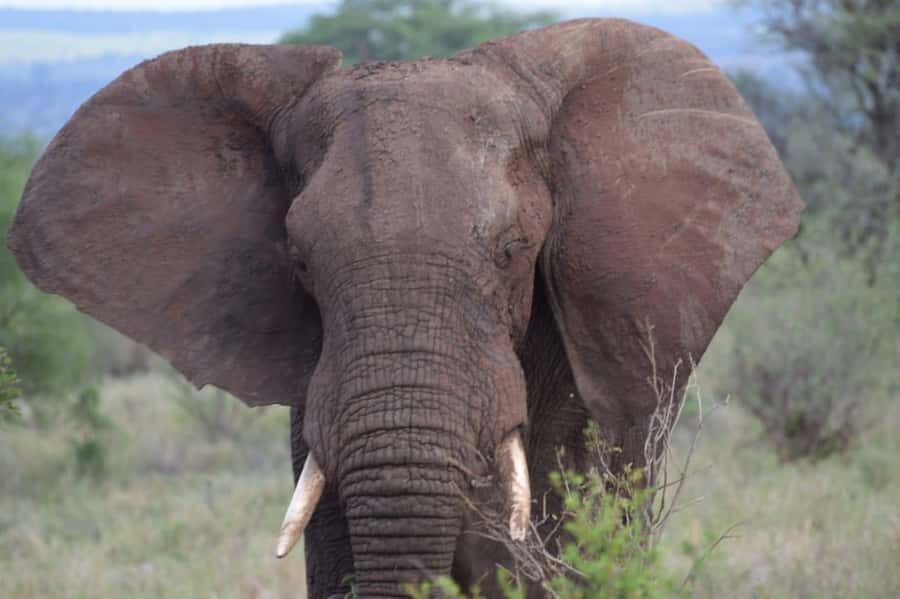 6 Days, Group Safari to Masai Mara, Lake Nakuru and Amboseli - The Pop-Roof Vehicle and Small Group Setup: Why Comfort Helps You Spot More
