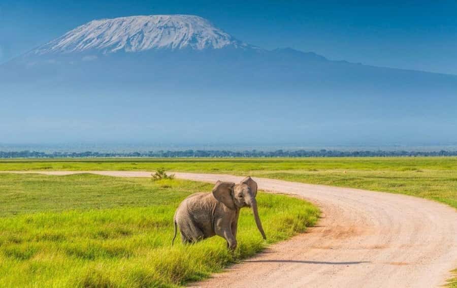 6 Days, Group Safari to Masai Mara, Lake Nakuru and Amboseli - Guides Who Can Actually Find Animals (and Keep the Day Flowing)