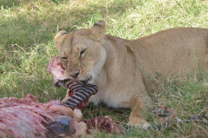 6 Days in Masai Mara- Lake Nakuru- Amboseli - The safari route: three parks, one efficient rhythm