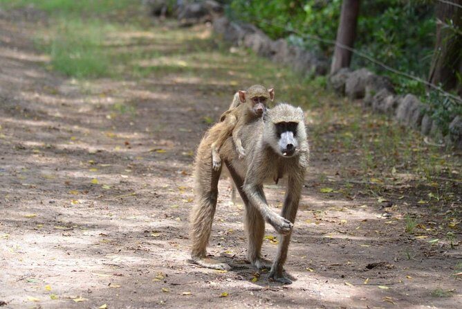 6 Days in Masai Mara- Lake Nakuru- Amboseli - Day 3: Lake Nakuru National Park and optional add-ons near Naivasha