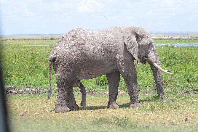 6 Days in Masai Mara- Lake Nakuru- Amboseli - Day 5 in Amboseli: elephants, hippos, and possible Kilimanjaro views