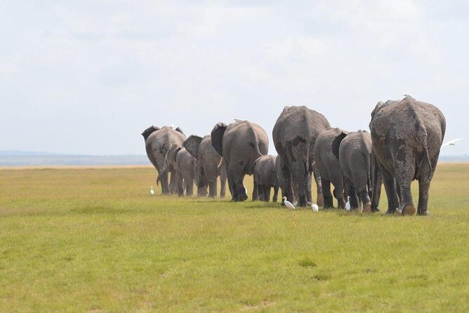 6 Days in Masai Mara- Lake Nakuru- Amboseli - Pickup, hatch-roof van, and a group capped at 8
