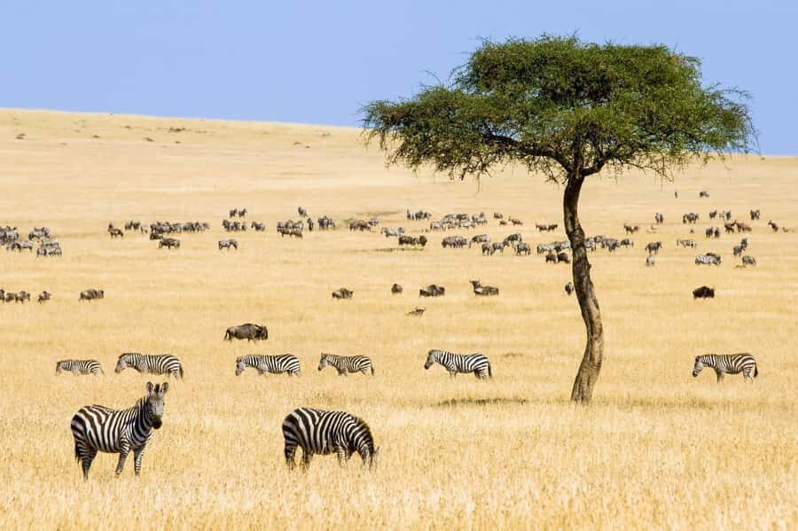 6 Days Kenya Budget Safari - Big Five in Motion: Why This Budget Route Makes Sense