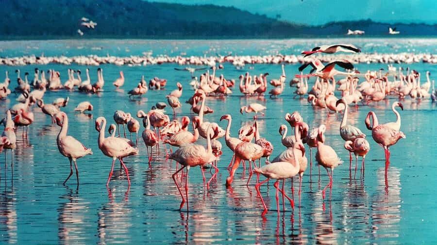 6 Days Kenya Budget Safari - Day 3: Mara to Lake Nakuru (Plus a Masai Village Detour)
