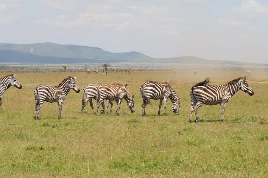 6 Days Kenya Budget Safari - Day 2: Masai Mara Full Day, Including Migration Season Energy