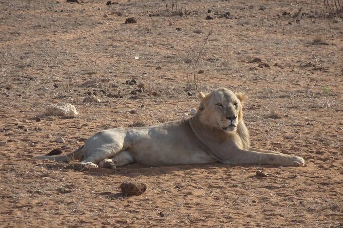 6 Days Kenya Masai Mara,Lake Nakuru & Amboseli Wildlife Safari - Amboseli Full-Day Game Drive: Kilimanjaro Views and a Longer Search Window
