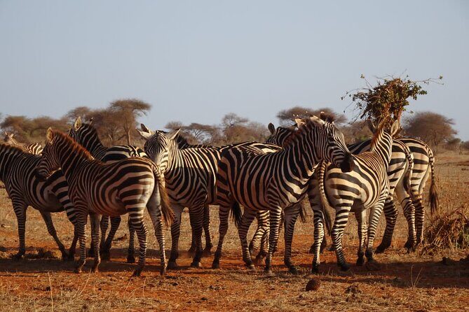 6 Days Kenya Masai Mara,Lake Nakuru & Amboseli Wildlife Safari - Full-Day Maasai Mara Plains Drive: Picnic Lunch and the Best Shot at Big Cats