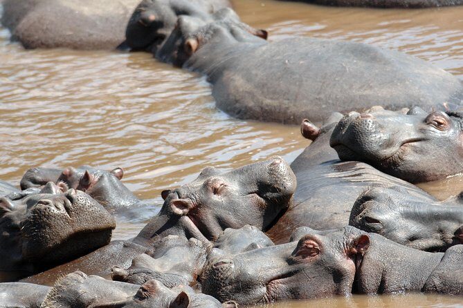 6 Days Maasai Mara/Nakuru/Amboseli Group Safari - Day 4: Nakuru game drive mornings and then heading for Amboseli and Kilimanjaro views
