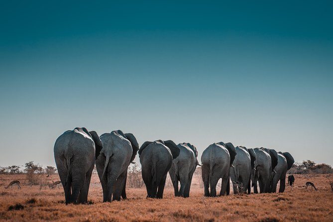 6 Days Maasai Mara/Nakuru/Amboseli Group Safari - Day 6: the last Amboseli drive, then Nairobi drop-off